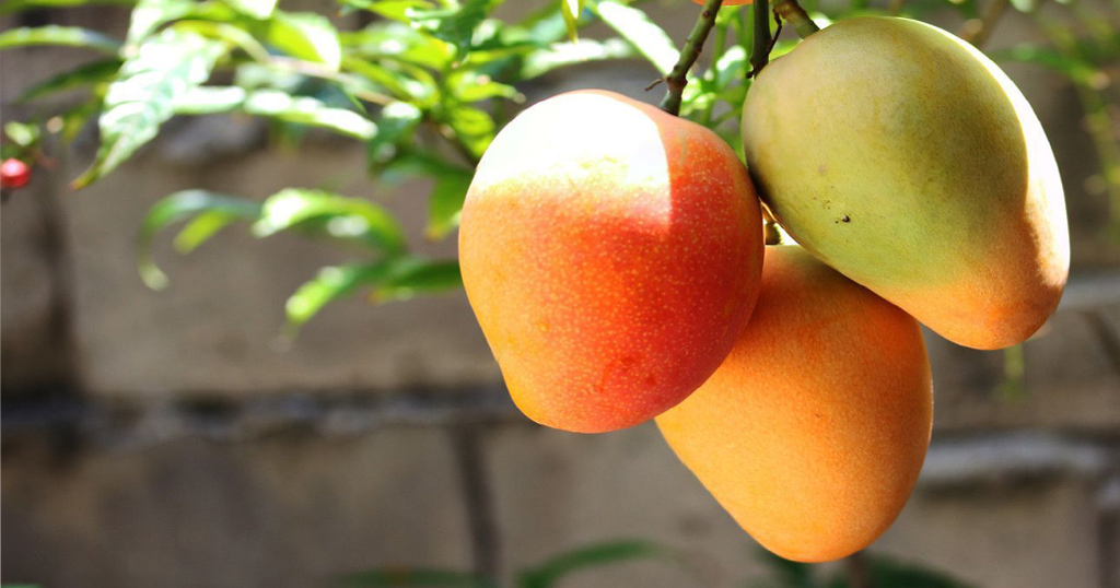 Cultivador de Arboles Frutales